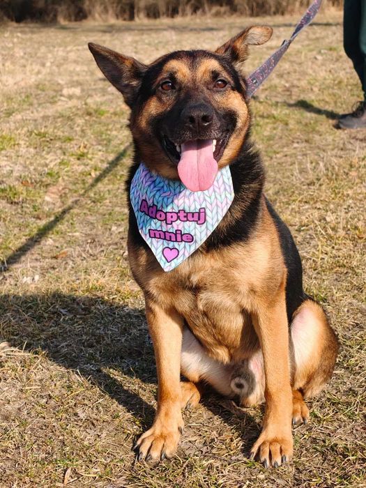 Grzesio czeka na swój dom