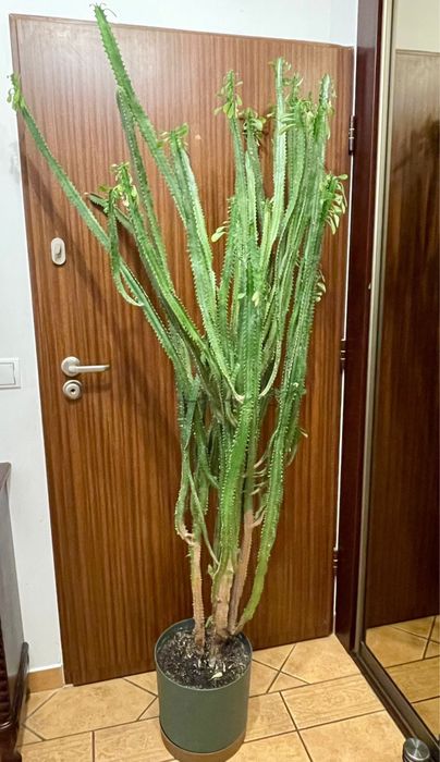 Bardzo wysoki wilczomlecz trójżebrowy, prawie 2m