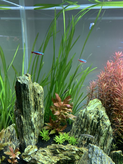 Nurzaniec (Vallisneria)