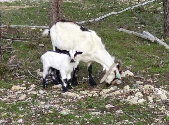 Venda de Cabras Serpentina - Excelentes para Produção de Leite e Carne