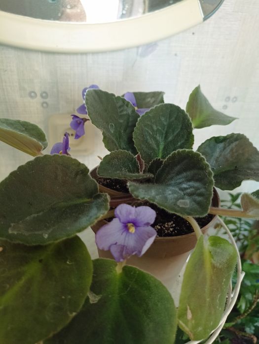 Продам фіалки, фиалки.