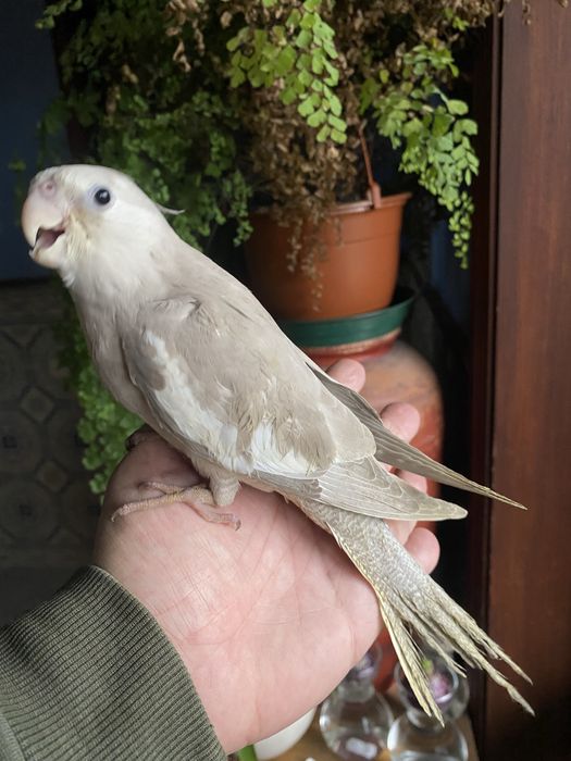 Caturra  Domesticada -( excecional )