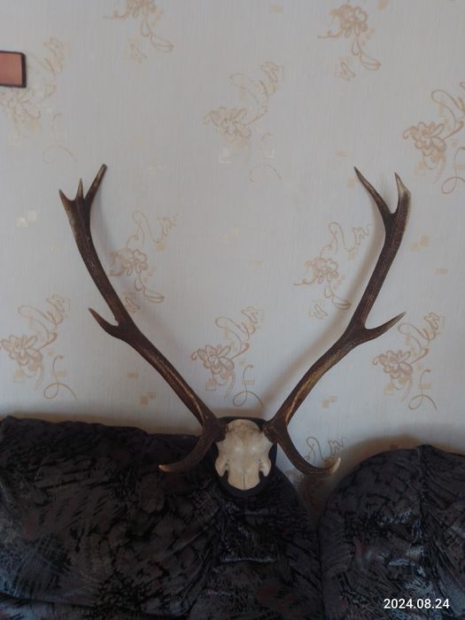 Настенные рога оленя