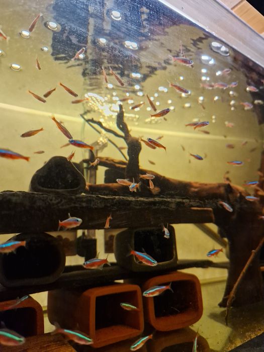 Neon czerwony neonka / neonki