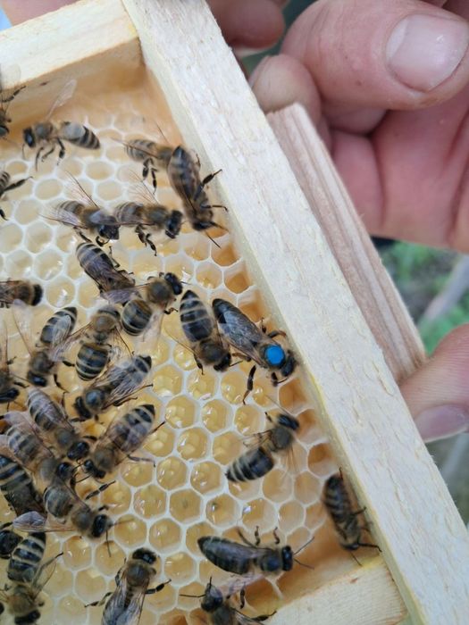 Плідні бджоломатки Карніка F1  2026 р .Бджоломатки Карніки. Матки.