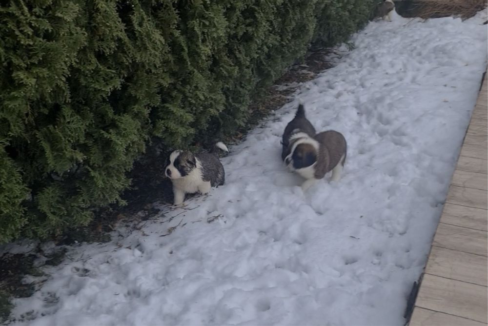 Цуценя сенбернар 8 цуциків