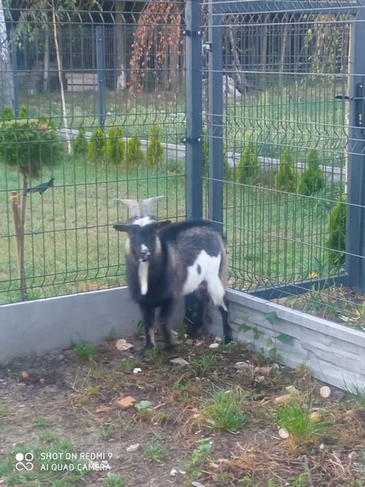 Kózka miniaturka kozy 3 sztuki