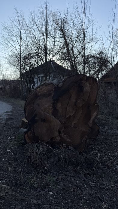 Масив грецького горіха (кругляк)