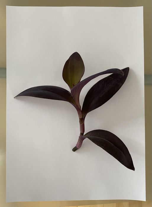 Trzykrotka purpurowa fioletowa