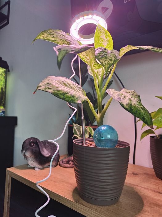 Lampa dla roślin do terrarium lampa LED USB