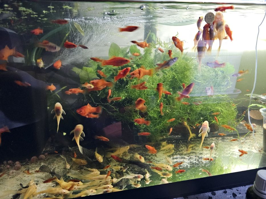 Sprzedam młode mieczyki