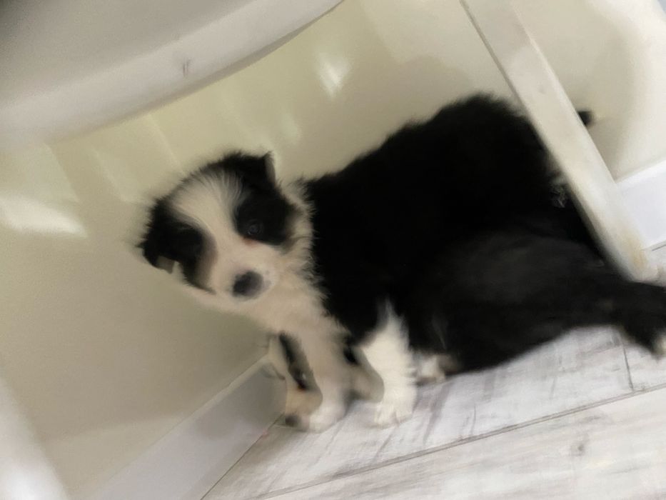 Border collie szeniak