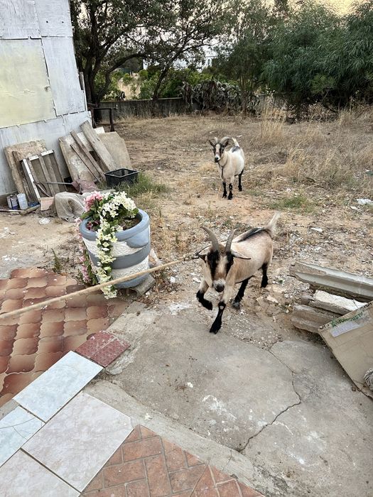 Vendo casal de chibus