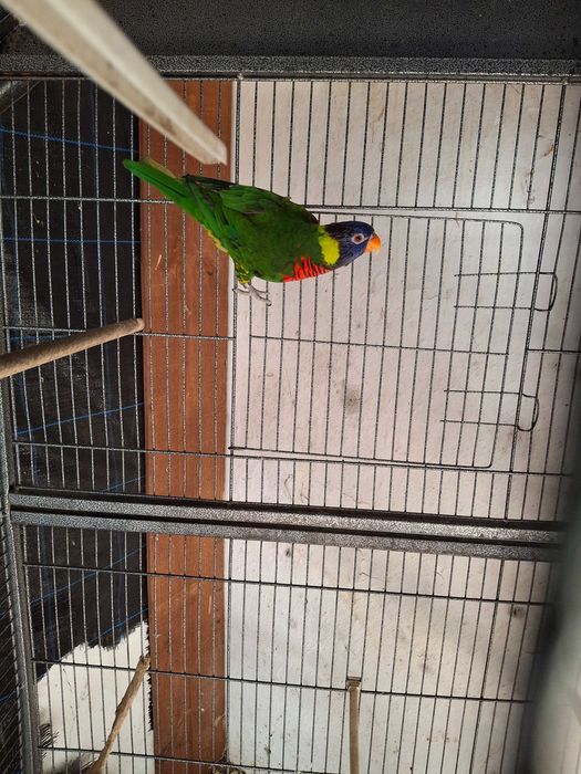 Casal de loris hematudus puros