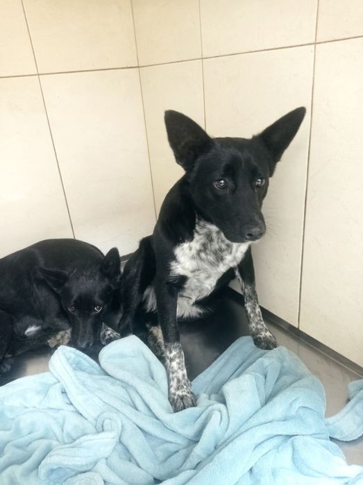 2 дівчинки 9 міс, стерилізовані, привиті двічі