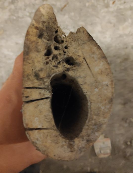 Osso de baleia antigo