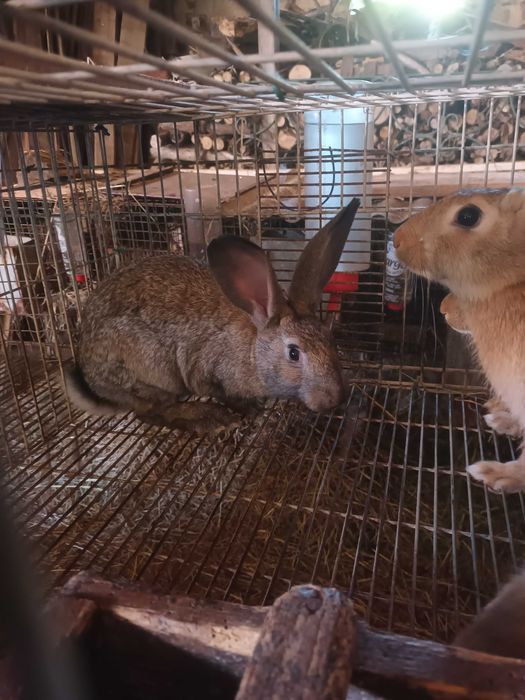 Coelhos para venda