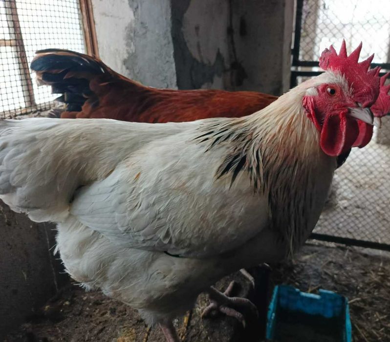 Kogut na sprzedaż