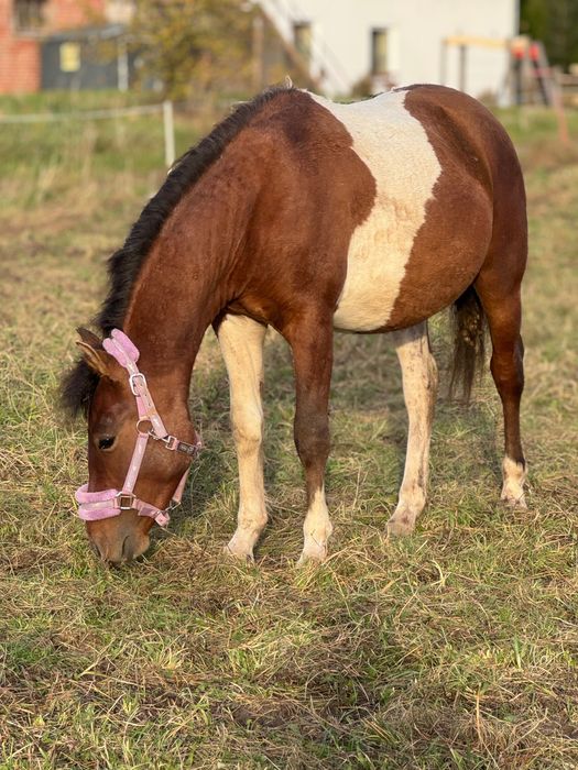 Ogierek 2 letni huculski doplatowy