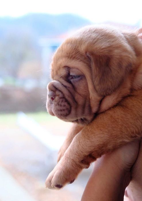 Magnifico Dogue de Bordéus com LOP