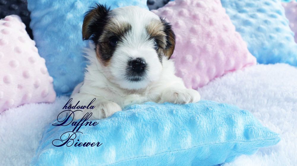 York Biewer Yorkshire Terrier