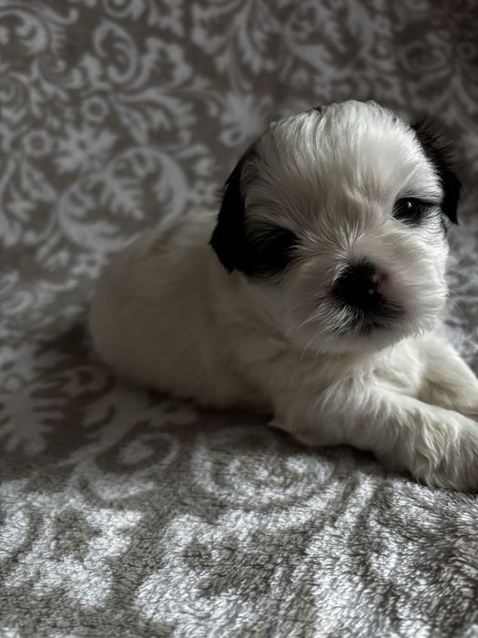 Piesek rasy shih tzu Ares    Rezerwacja