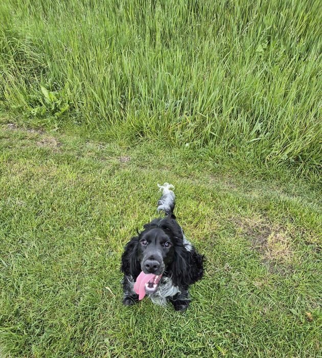 Opieka nad zwierzętami