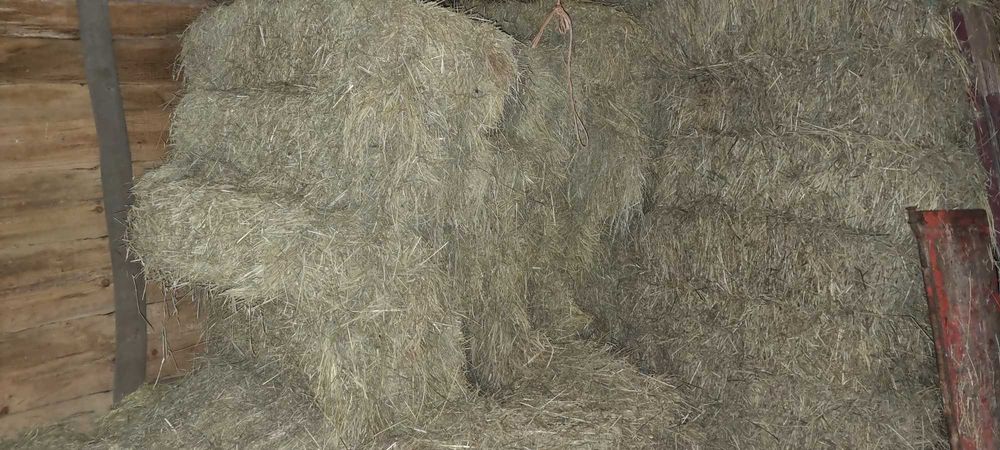 Fardos feno mt bom