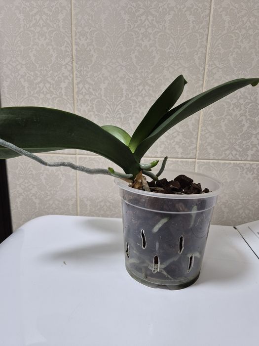 Орхидея фаленопсис Black Stripes