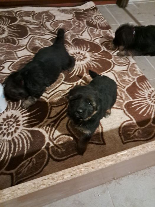 Oddam pieska owczarka