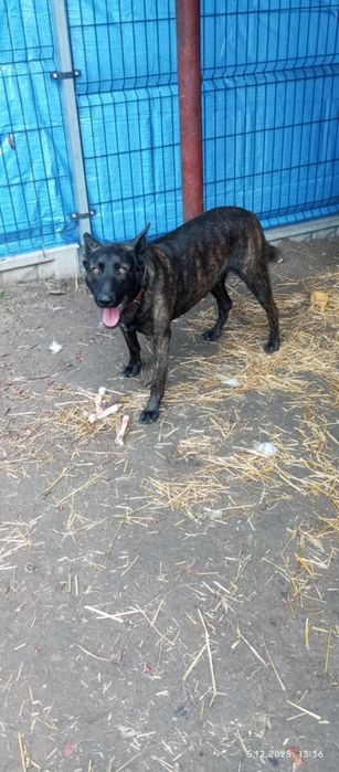 Ares szuka domu na zawsze