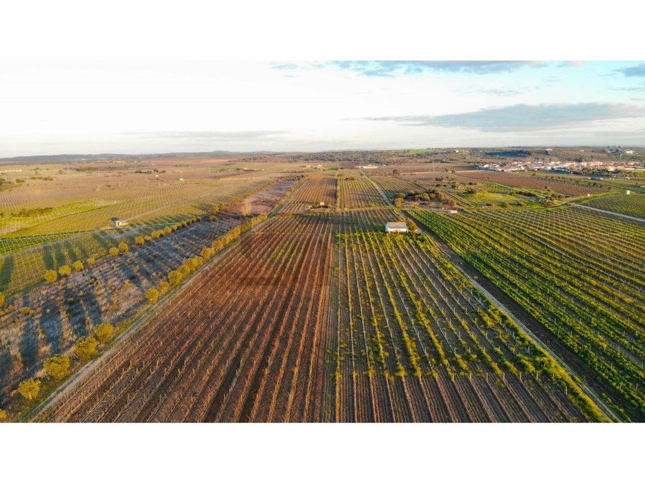 Terreno / Vinha em Reguengos de Monsaraz - 7,35 Hectares