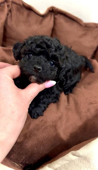 Чарівна дівчинка Мальтіпу