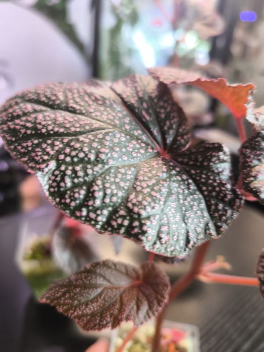 Piękna Begonia U062
