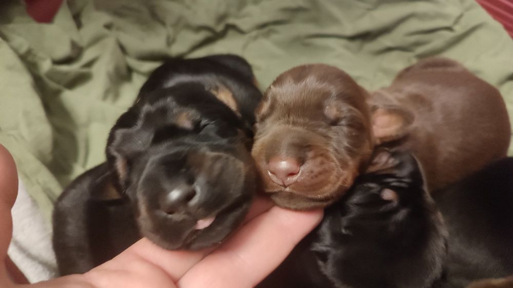 Інструктор по в'язці собак натурально і штучне запліднення