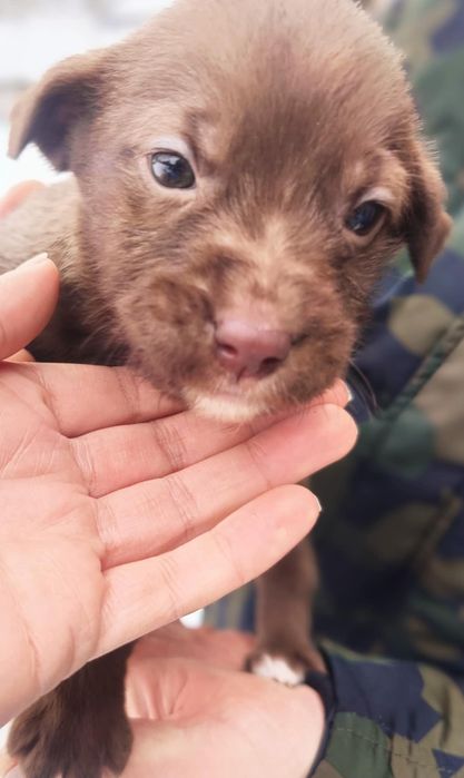 Oddam za darmo szczeniaki