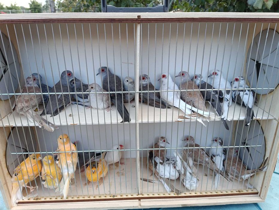 Ptaki,drobna egzotyka,kanarki, gołąbki