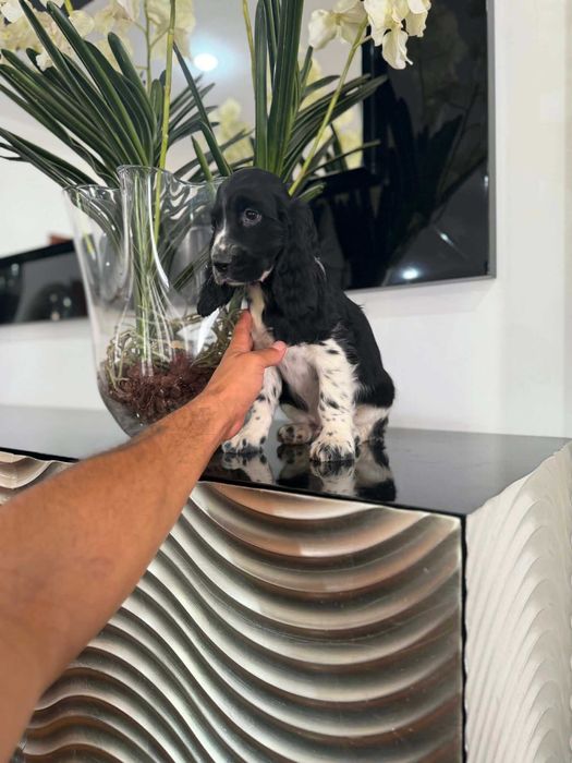 Cocker Spaniel Inglês MACHO  BRANCO E PRETO com LOP e AFIXO