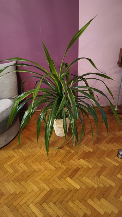 Wielki Pandanus utilis z dzieckiem!