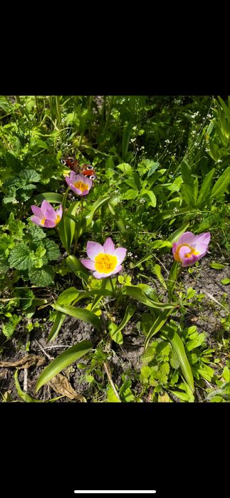 Адоніс весняний, ромашка квітка, піони, тюльпан карликовий, мак повний