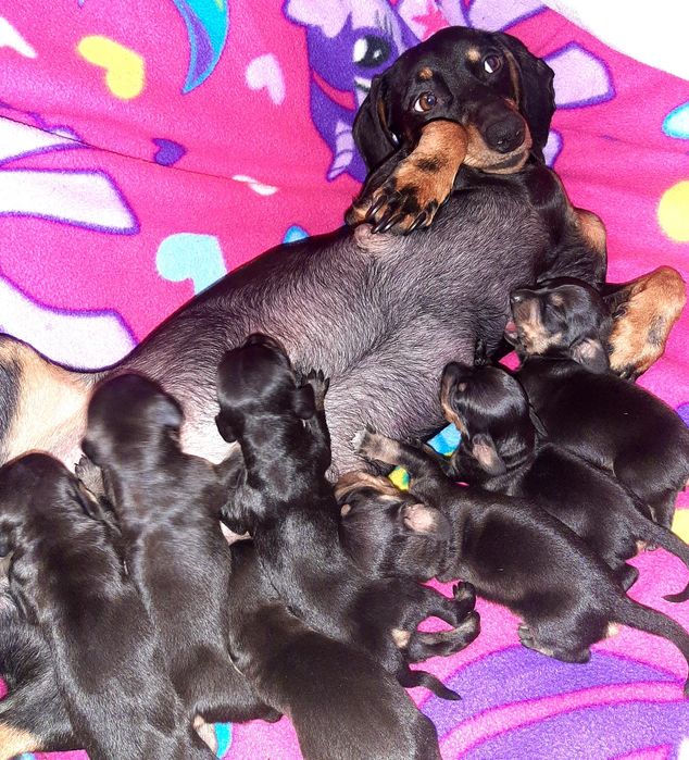 Продам чудо-таксунів!Суми