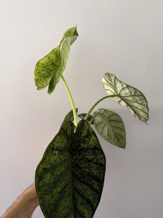 Alocasia Dragon Scale Mint