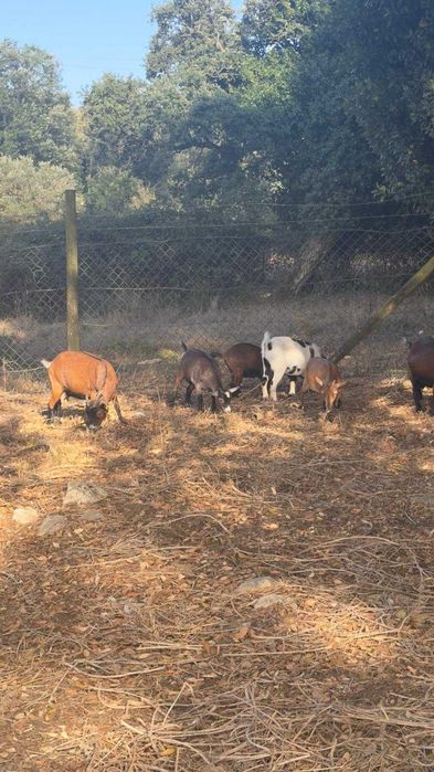 Cabritas e cabrito anão