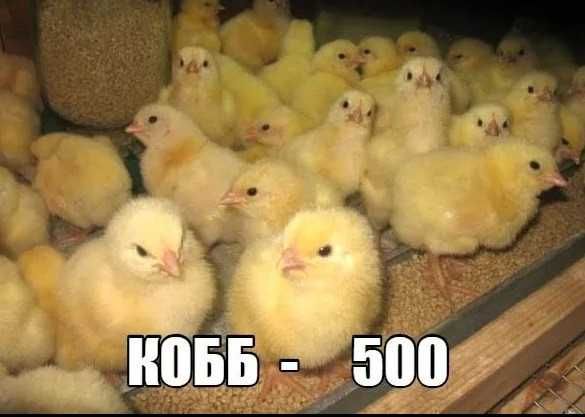 Бройлер Кобб-500