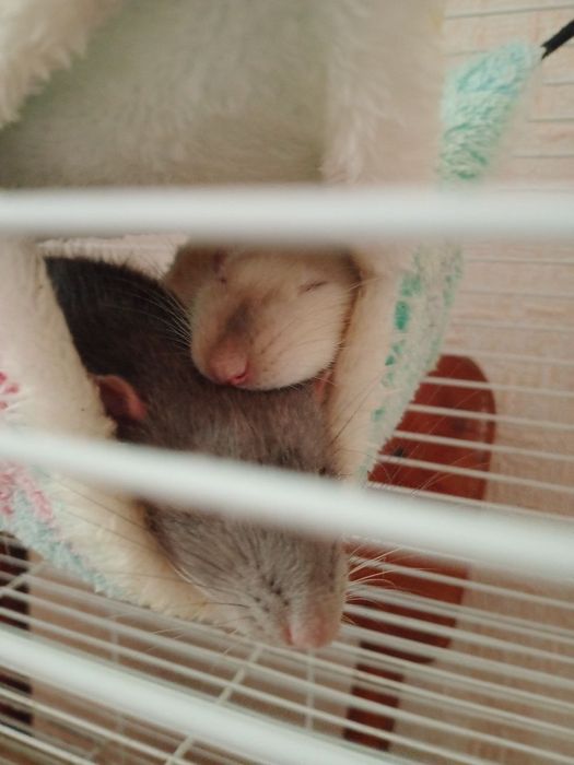 Отдам в добрые руки 2-х крыс