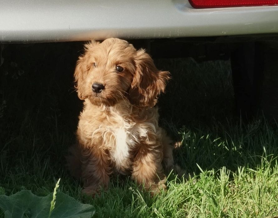 Cockapoo suczka odchowana