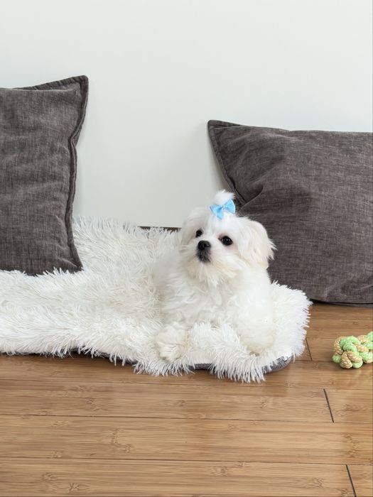 Maltańczyk komplet szczepień piesek Szafir