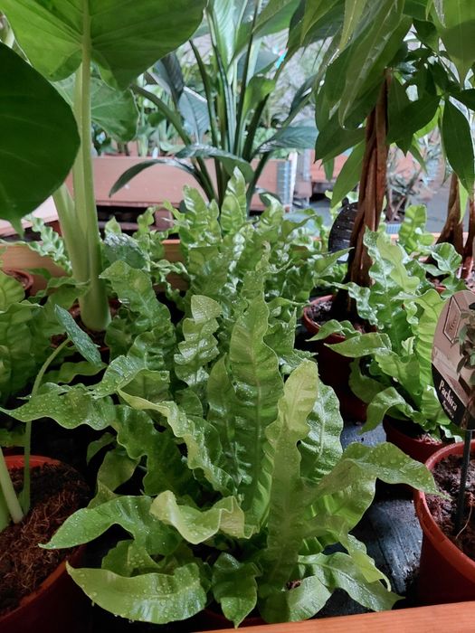 Asplenium "crispy wave" paproć gniazdowa  WYSYŁKA