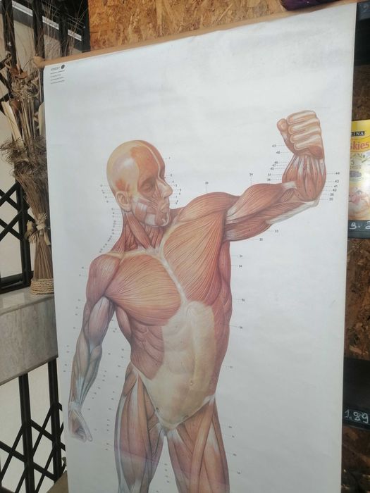 Mapa do corpo humano