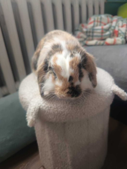 Królik samiec mini lop